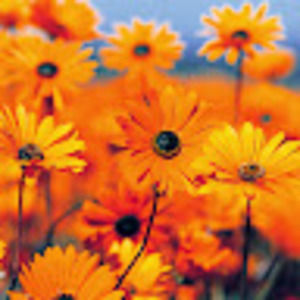 Meet your Posher, Harshita